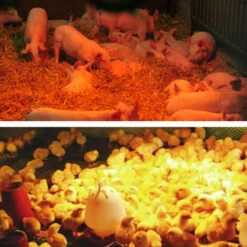 100W-200W-300W Lampada Per Animali Caldi Lampada Termica Per Animali Domestici Maialino Pollo Anatra Lampada Riscaldante Scaldavivande Per Uso Domestico Lampada Riscaldante Per Coltivazione Regolabile -Piccoli Elettrodomestici Negozio 77489300 3